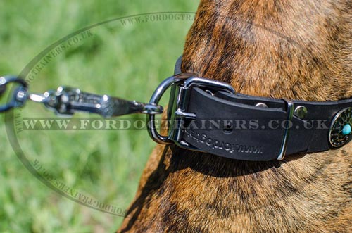 Boxer Dog Collars with Buckle