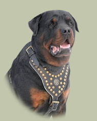 Rottweler Royal Dog Studded Leather Harness UK Rottweler Royal Dog Studded Leather Harness UK