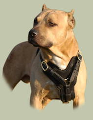 Exclusive Handcrafted Padded Leather Harness for Pitbull UK