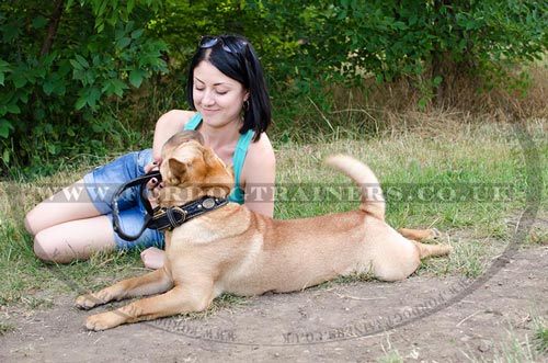 Royal Dog Collar for Shar Pei Dog Breed