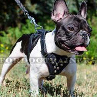 Small Dog Harness for French Bulldog with Pyramids