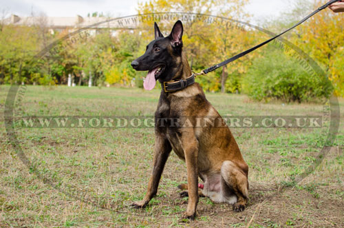 soft leather dog collar for Malinois dog for sale