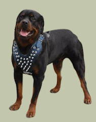 Spiked leather dog harnesses H9 for Rottweiler Spiked leather dog harnesses H9 for Rottweiler