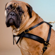 Bullmastiff Harness for Pulling and Tracking, Walking, Sport