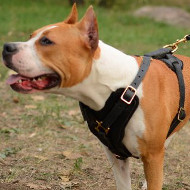 Staffy Harness UK Bestseller | Luxury Padded Leather Dog
Harness