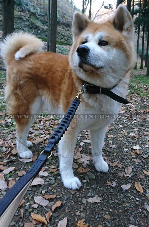 Akita Inu dog lead for sale