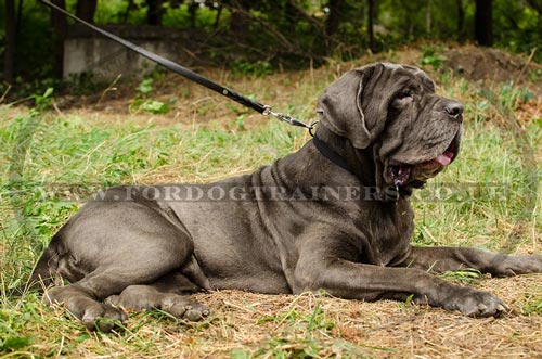Training Dog Collar for Neapolitan Mastiff