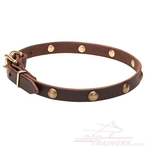 Leather Collars for Dogs UK
