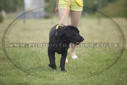 Labrador Walking Dog Collar with Handle