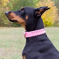 Ausgezeichnetes rosa Hundehalsband fuer Dobermann Ausgezeichnetes rosa Hundehalsband fuer Dobermann