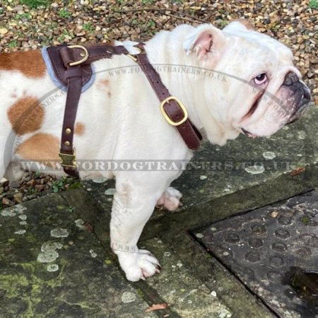 Large Luxury Dog Harness UK Best Quality