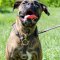 Luxury Dog Harness for Boxer | Boxer Harness UK Best Choice