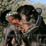 Heavy Duty Agitation Dog Collar with Handle for Rottweiler
