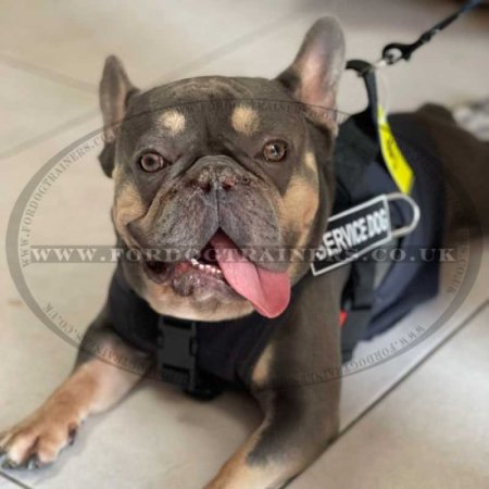 The Best French Bulldog Harness for Stop Dog Pulling for Small Dogs