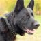 The Best GSD Collar for Large Dogs with Spikes and Studs