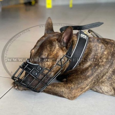 English Bull Terrier Muzzle made of rubber-coated wire