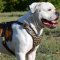 Designer Dog Harness for American Bulldog - Best Choice!