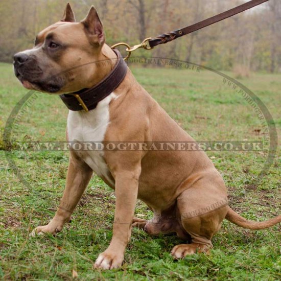 2 Ply Leather Agitation Dog Collar for Staffy UK Bestseller