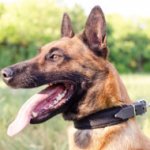 Belgian Shepherd Malinois Dog Collar with Soft Lining
