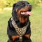 Rottweiler Harness UK Studded Leather for Dog Walking