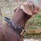 The Best Training Collar for Doberman Pinscher with Handle