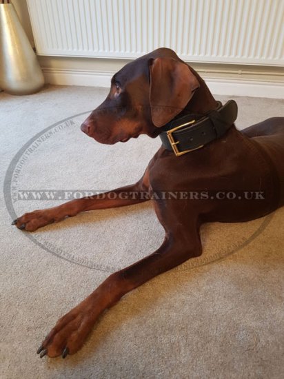 2 Ply Leather, Strong and Thick Doberman Collar for Dog Training