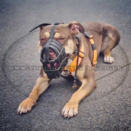 Leather Muzzle with Super Ventilation for Staffy, Bestseller!