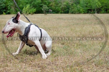 Brown Leather Harness for Dogs Studded Design Medium Large