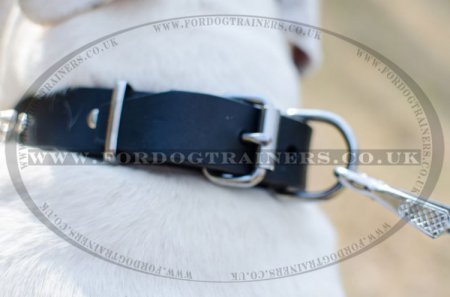 "Rose" Fashionable Leather Dog Collar For American Bulldog With Spikes