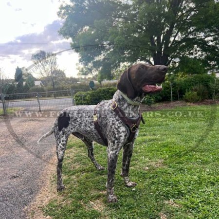 Quality Tracking Dog Harness Leather with Soft Padded Chest