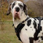 Great Dane Harness | Handcrafted Padded Leather Dog Harness