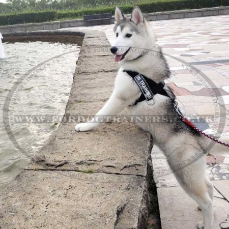 Husky Dog Harness for STOP PULLING! Bestseller!