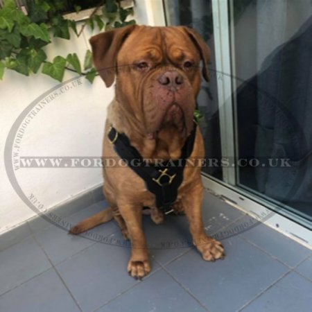 Dogue de Bordeaux Harness Bestseller | Harness for Dog Debordo