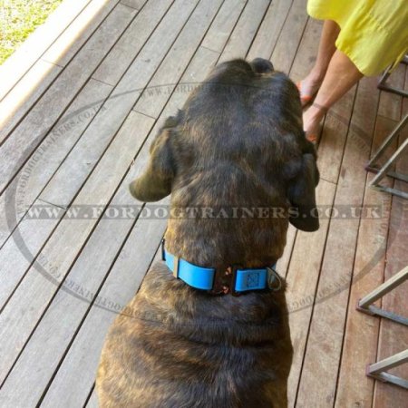 1 Inch Cobra Buckle Dog Collar Biothane