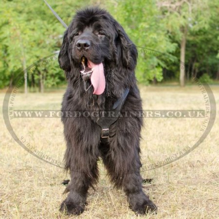 Soft Walking Harness For Newfoundland