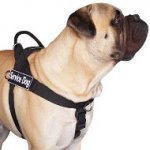 Bullmastiff Training Harness | Dog Training Harness, Anti-Pull