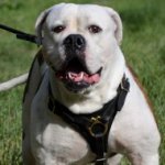 Dog Leather Harness for American Bulldog for Sale