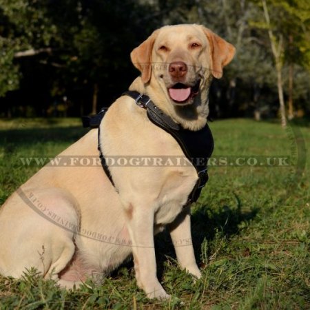Strong Labrador Retriever Dog Harness