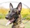 Best Dog Collars for Belgian Malinois | Leather Collars Spiked