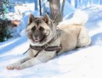 Akita Husky Harness UK | Harness for Husky Dogs