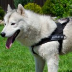 Husky Dog Harness for STOP PULLING! Bestseller!