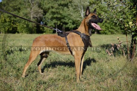 Protection/Attack Leather Dog Harness for Belgian Malinois