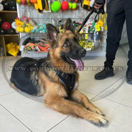 K9 Leather Dog Harness for German Shepherd UK Bestseller