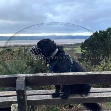 Best Wire Basket Dog Muzzle for Giant Schnauzer Size