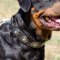 Leather Dog Collar for Rottweiler | Rottweiler Collars Fashion