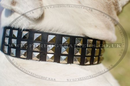 "Premium Finery" Extra Durable Collar For American Bulldog With Luxurious Studs