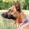 Designer Dog Collar for Belgian Malinois | Handmade Dog Collar