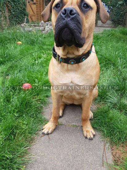 Modern Dog Collar with Blue Stones | Leather Dog Collar