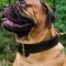 2 Ply Leather Dog Collar for Strong, Big Dogs Like Bullmastiff