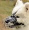 Samoyed Muzzle for Dog Grooming, Biting and Chewing etc